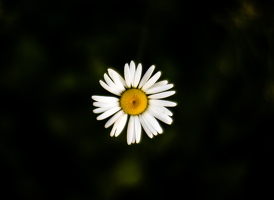 P7070016