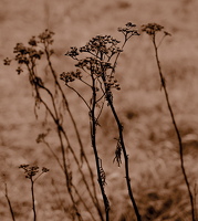 PC140532