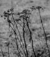 PC140534