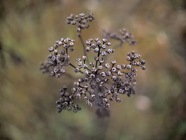 PC140963