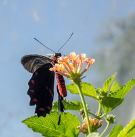 PA110625
