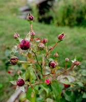 P9089837