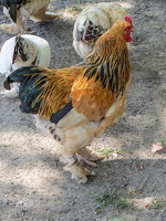 IMG 0424
