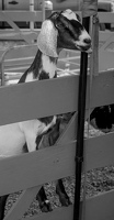 P8189002