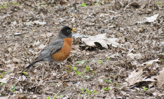 backyard birds-08
