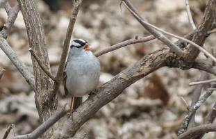 backyard birds-13