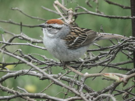 chipping sparrow-01