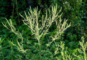 P8150029