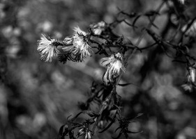 PC010945