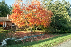 IMG 0454