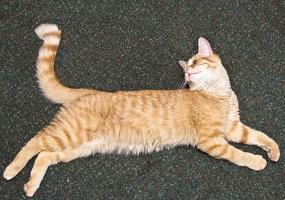 IMG 2532