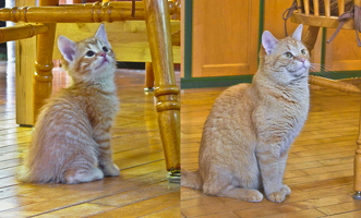 same chair2
