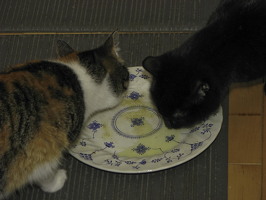 IMG 1681-2