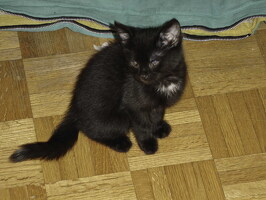 mitza-first-pic