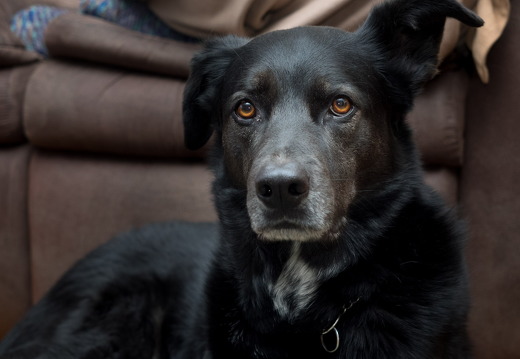 Rest in Peace, Dexter