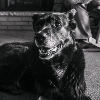 rip dexter