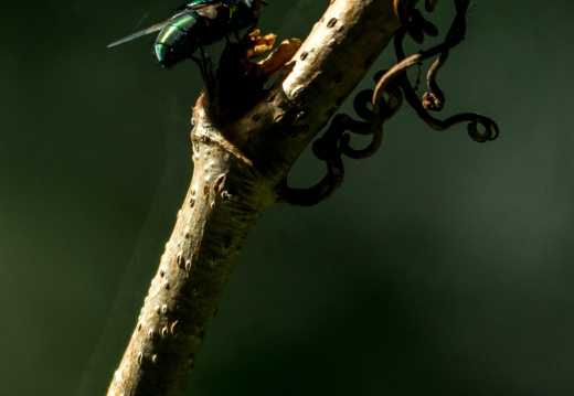 Yardwork-2022