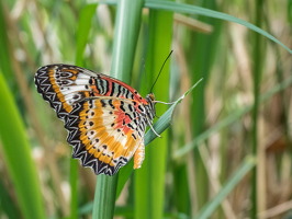 Carleton-Butterflies-001
