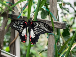 Carleton-Butterflies-002