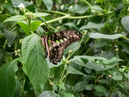 Carleton-Butterflies-003