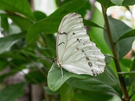 Carleton-Butterflies-004