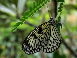 Carleton-Butterflies-005