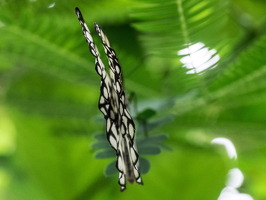 Carleton-Butterflies-006