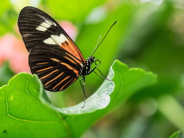 Carleton-Butterflies-008