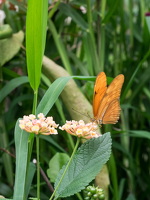 Carleton-Butterflies-009