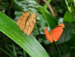 Carleton-Butterflies-010