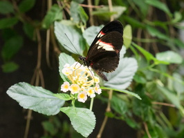 Carleton-Butterflies-011