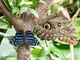 Carleton-Butterflies-012