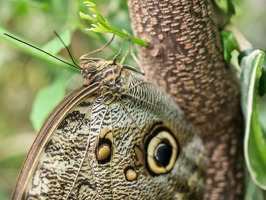 Carleton-Butterflies-013