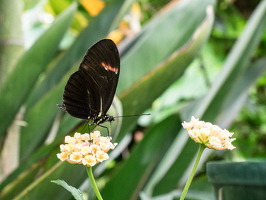 Carleton-Butterflies-014