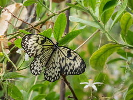 Carleton-Butterflies-016