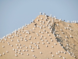 Gulls on sand pile