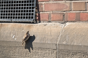 2007 misc-33