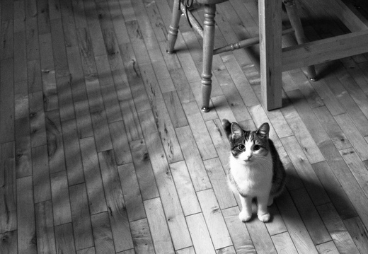 My-2008-Phlog