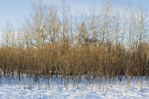 2008 misc-06